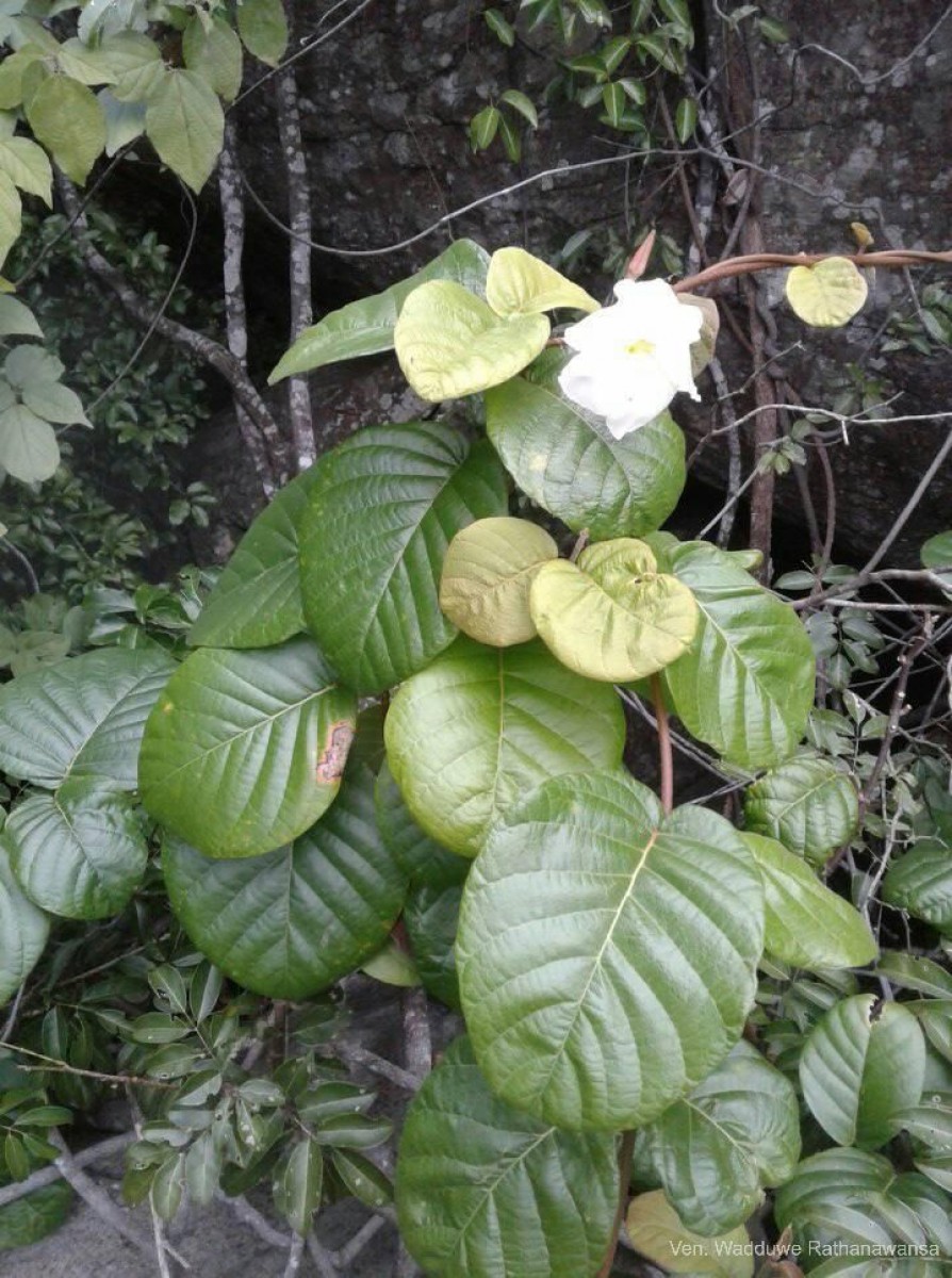 Chonemorpha fragrans (Moon) Alston